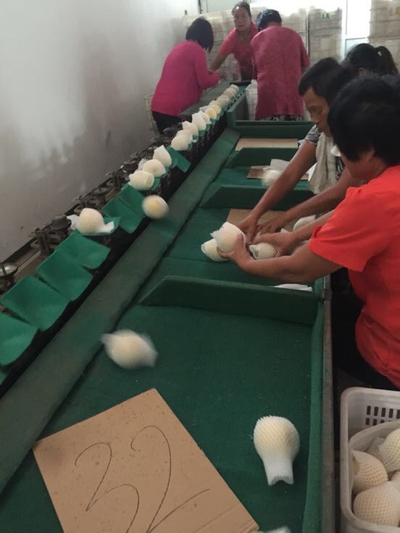 黄金梨产地供应万亩梨园代收代办