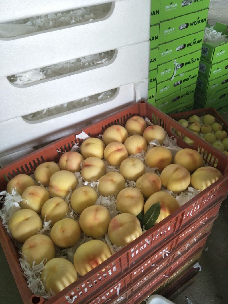 新沂水蜜桃热销中欢迎批发