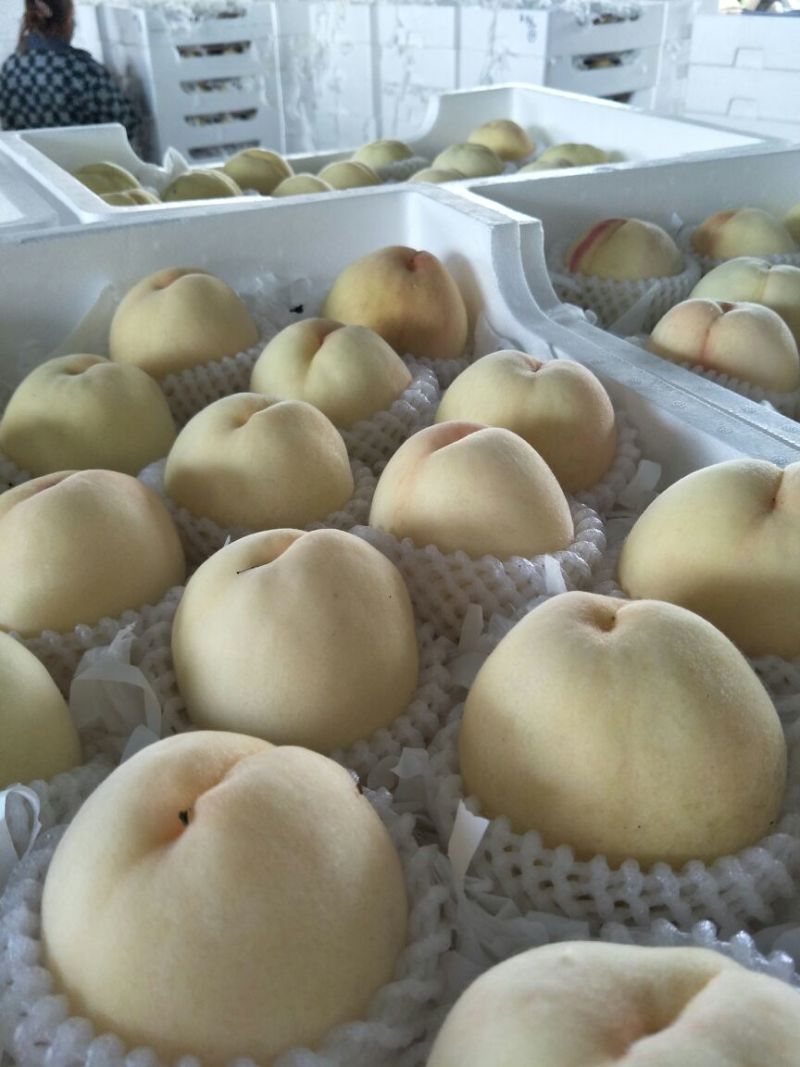 新沂水蜜桃热销中欢迎批发