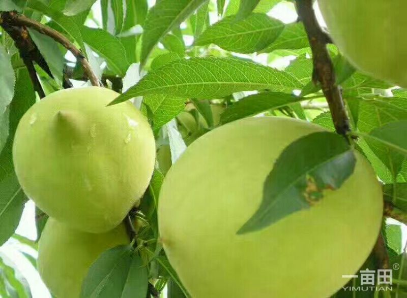 赣南鹰嘴桃