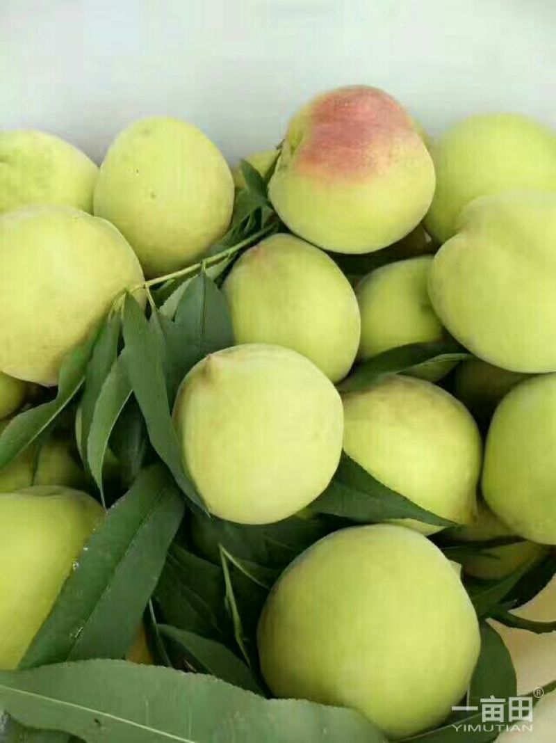 赣南鹰嘴桃