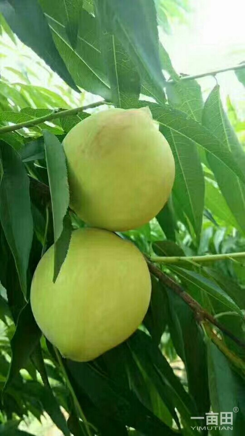 赣南鹰嘴桃