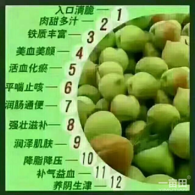 赣南鹰嘴桃