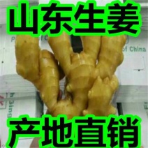 河北生姜批发价格，保质保量，一手货源，坏烂包赔，保质保量