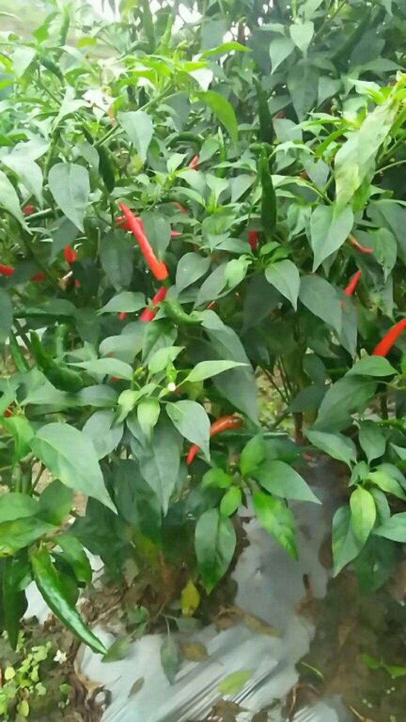 辣椒小量上市