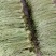 豇豆大量上市产地直供，一手货源，对接商超、加工厂