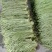 豇豆大量上市产地直供，一手货源，对接商超、加工厂