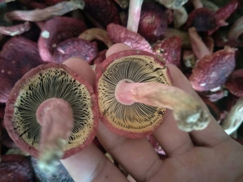 云南高山，分级类别，大标，大标菇，未开菇，