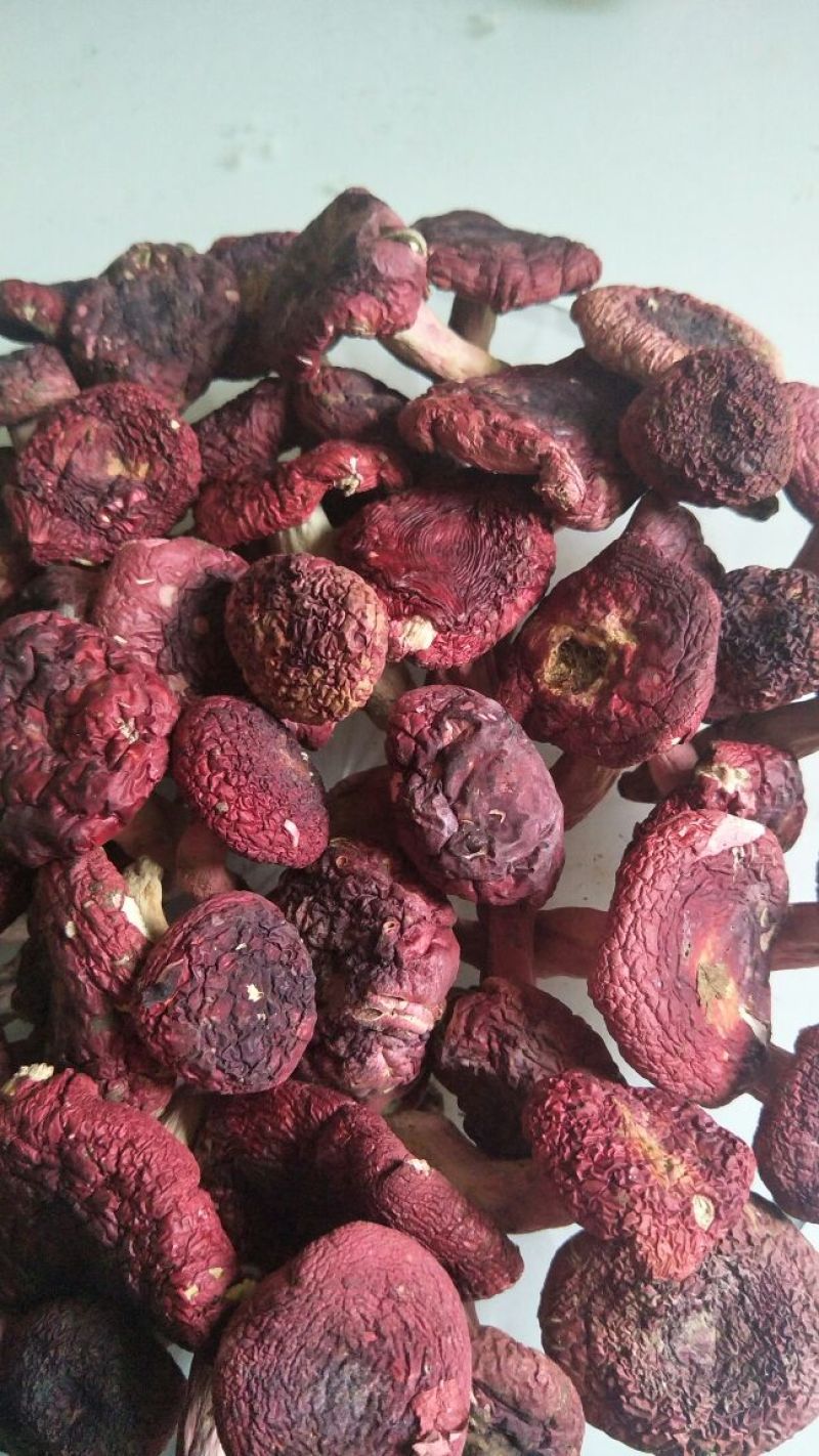 云南高山，分级类别，大标，大标菇，未开菇，