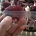 云南高山，分级类别，大标，大标菇，未开菇，