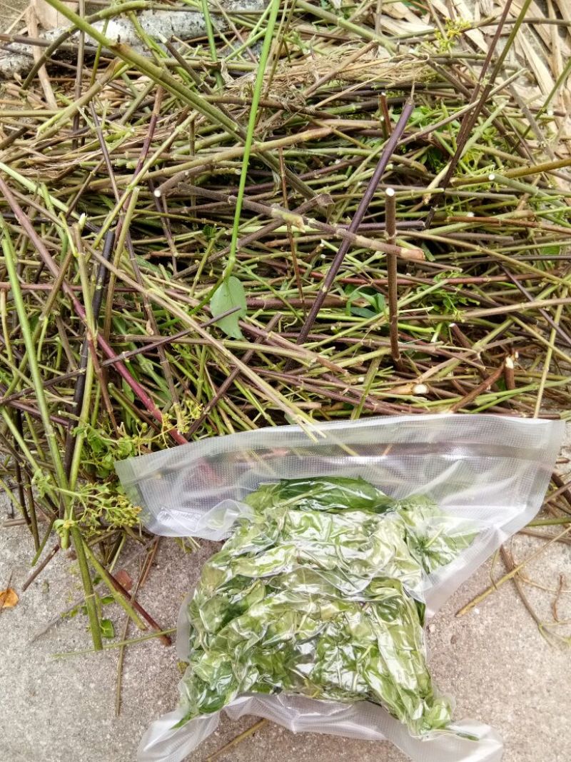 神仙豆腐树叶斑鸠叶豆腐柴