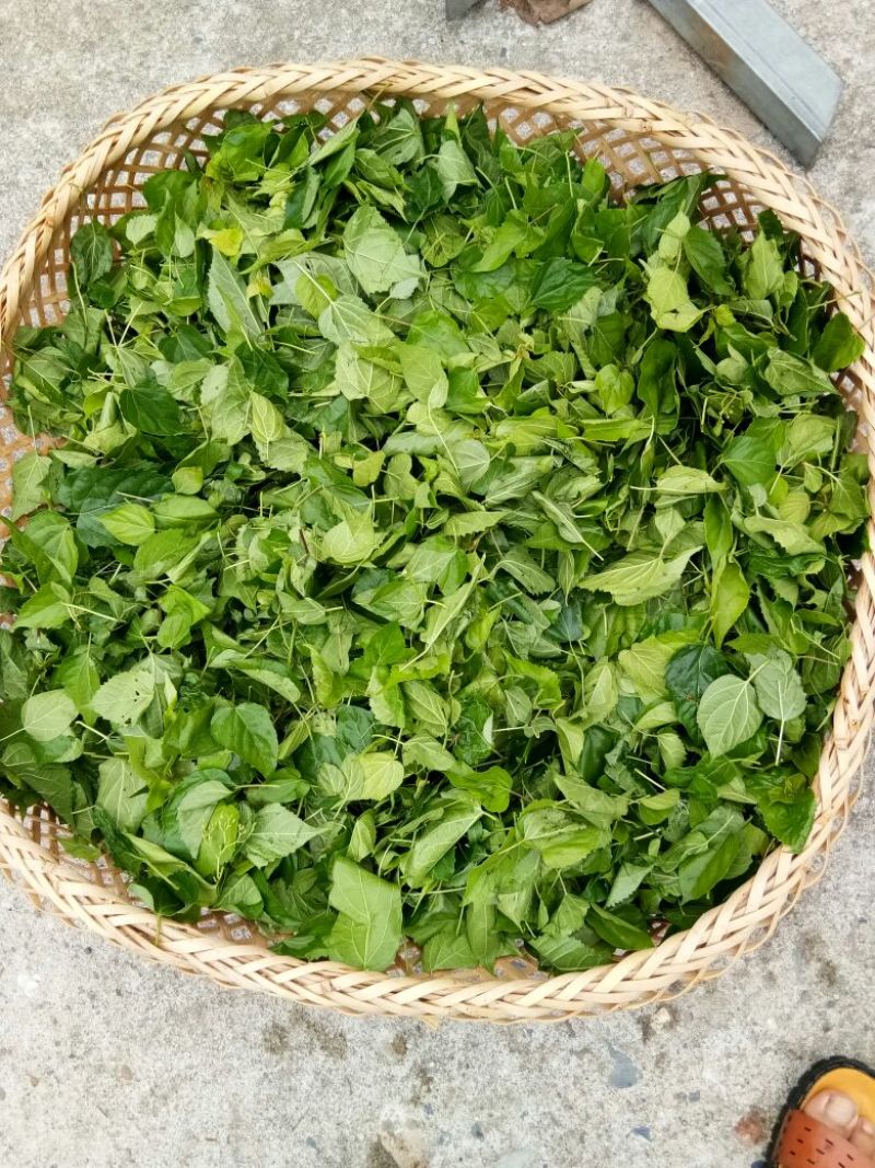 神仙豆腐树叶斑鸠叶豆腐柴
