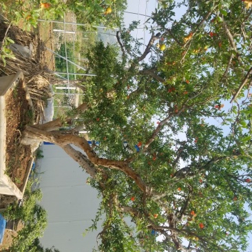 大型石榴树盆栽，石榴树盆景