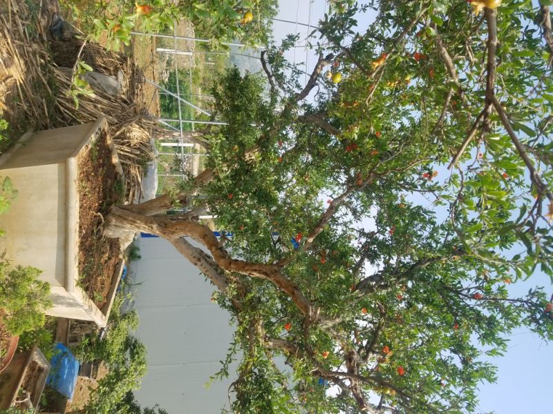大型石榴树盆栽，石榴树盆景