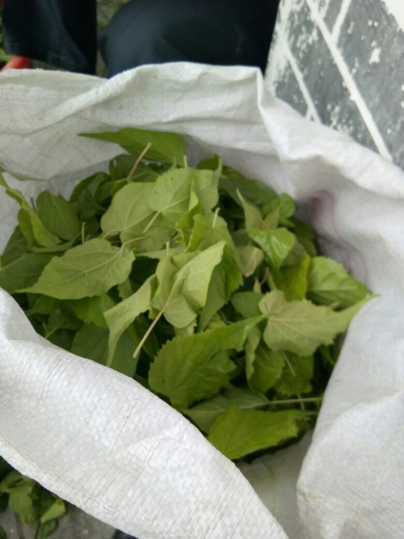 神仙豆腐树叶斑鸠叶豆腐柴