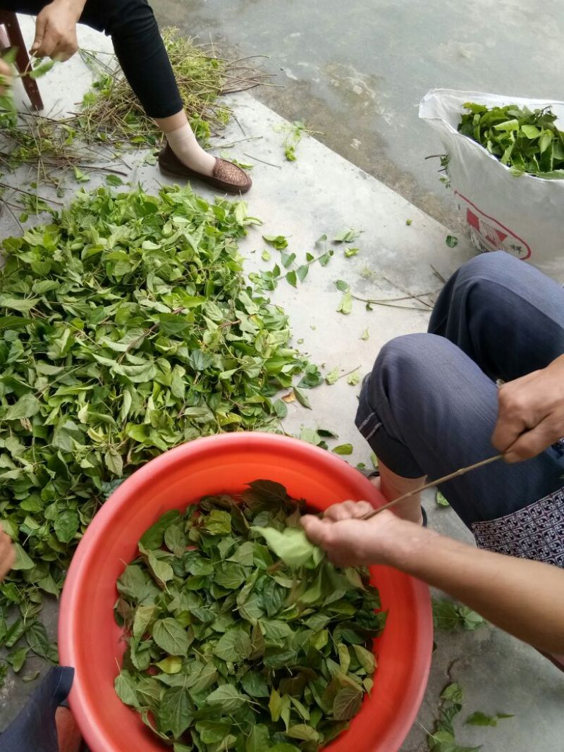 神仙豆腐树叶斑鸠叶豆腐柴