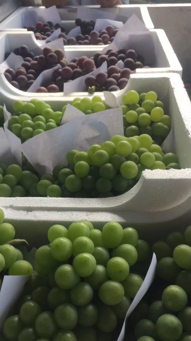 夏黑葡萄批发零售微商