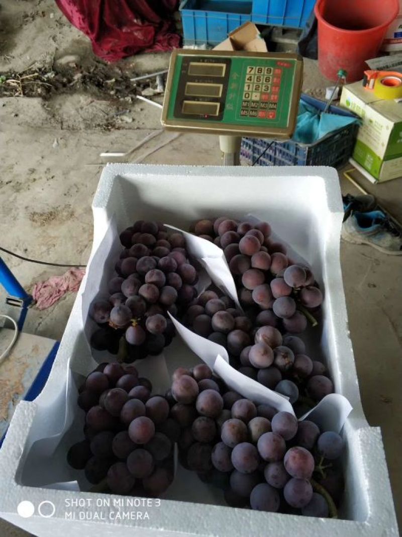 夏黑葡萄批发零售微商