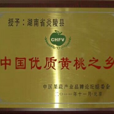 炎陵早熟黄桃三两以上