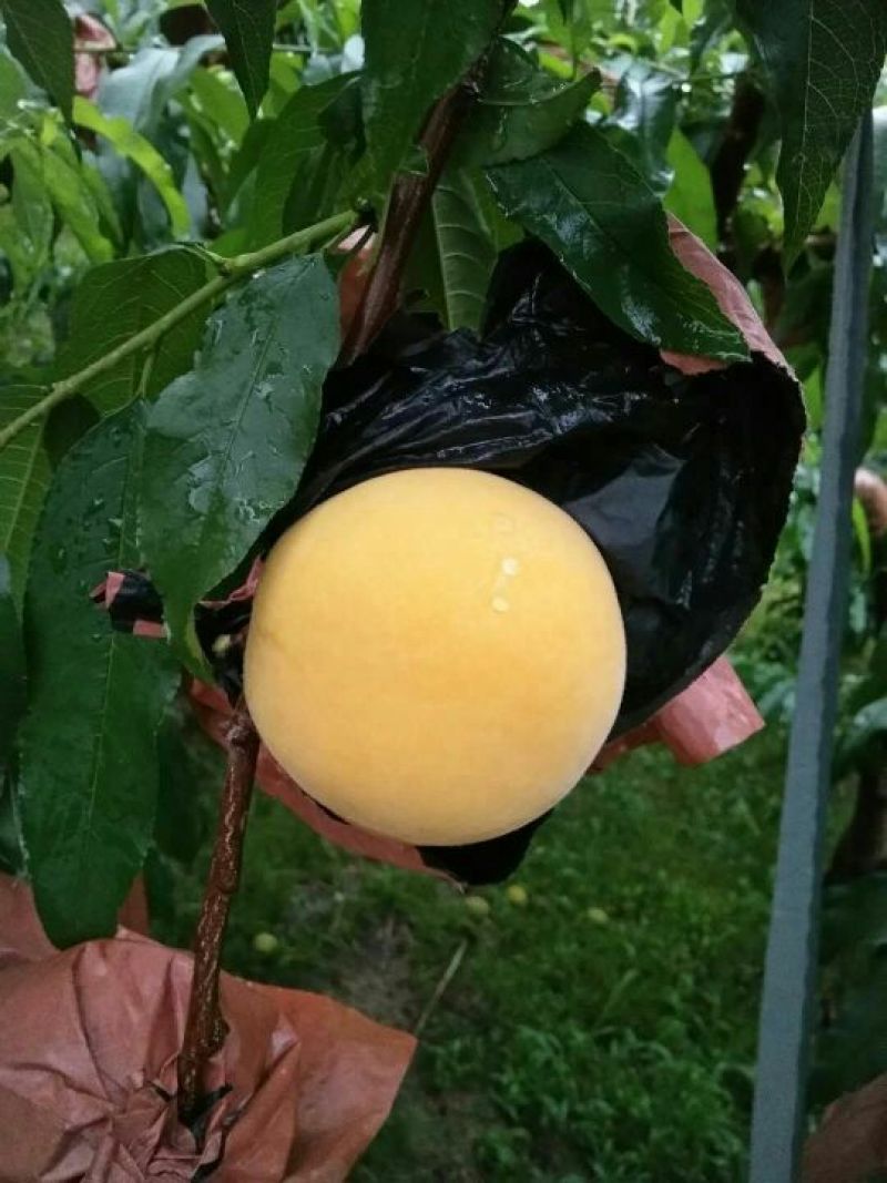 炎陵早熟黄桃三两以上