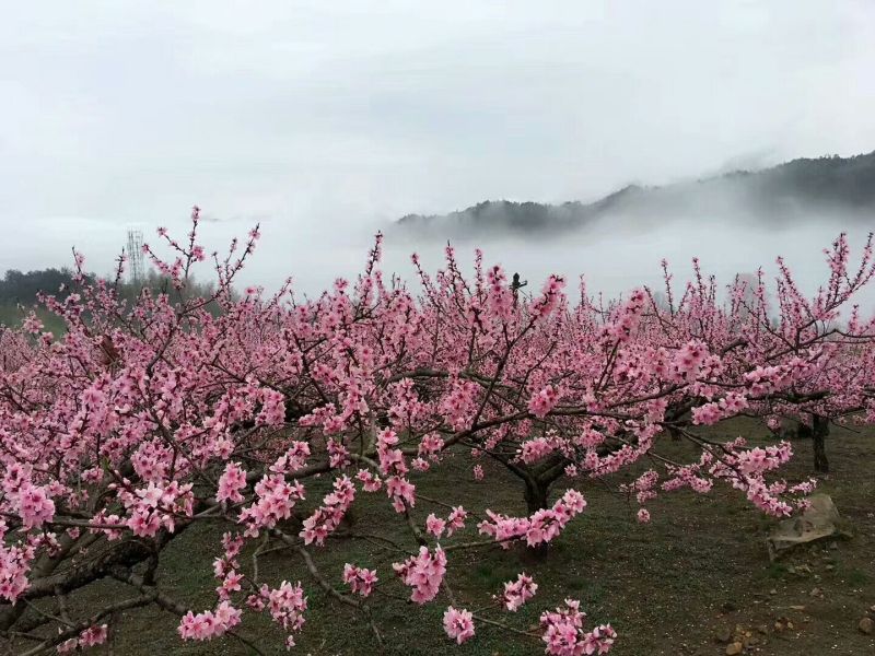 炎陵早熟黄桃三两以上