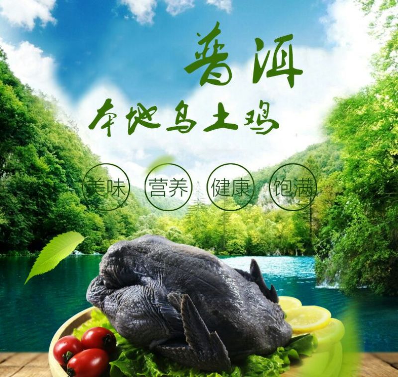 乌骨鸡一普洱野象林月子鸡