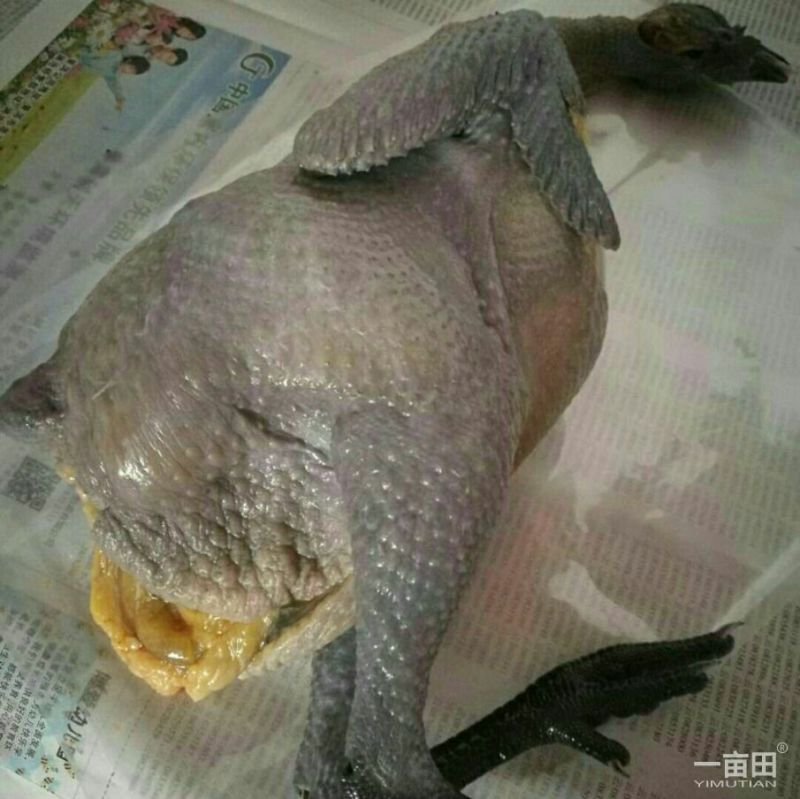 乌骨鸡一普洱野象林月子鸡