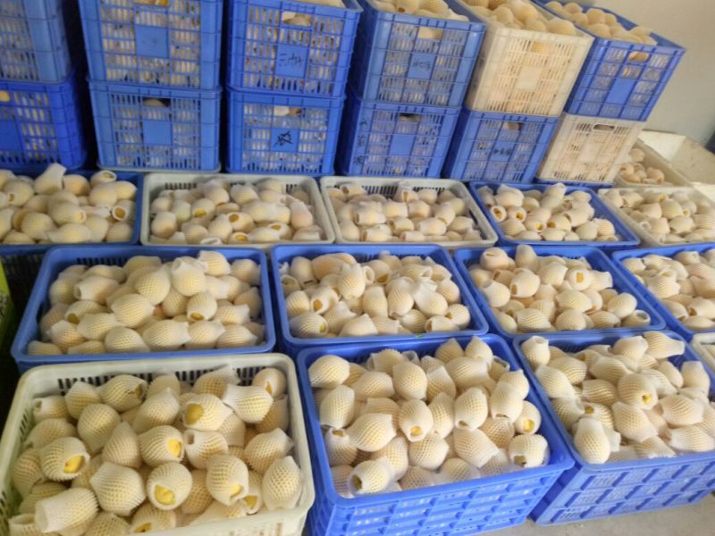7月20开始炎陵黄桃品质信用第一