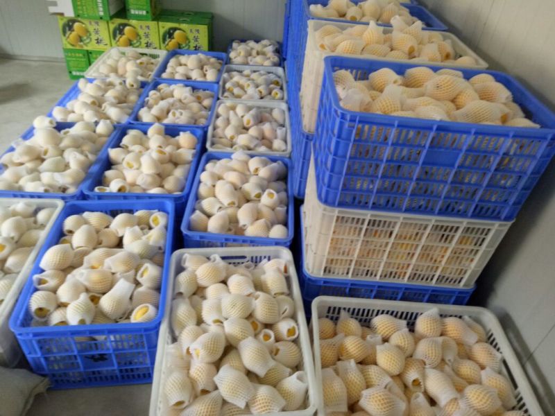 7月20开始炎陵黄桃品质信用第一