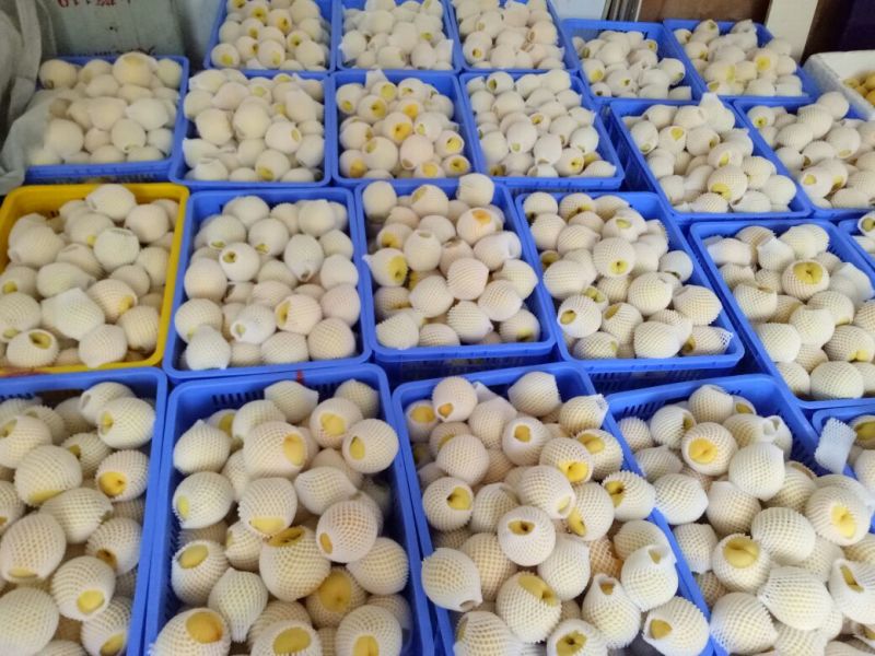 7月20开始炎陵黄桃品质信用第一