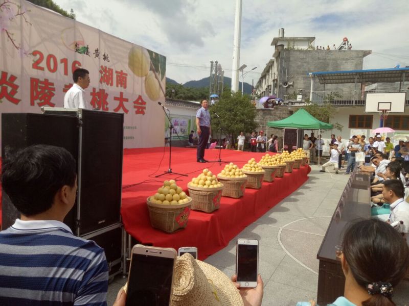 7月20开始炎陵黄桃品质信用第一
