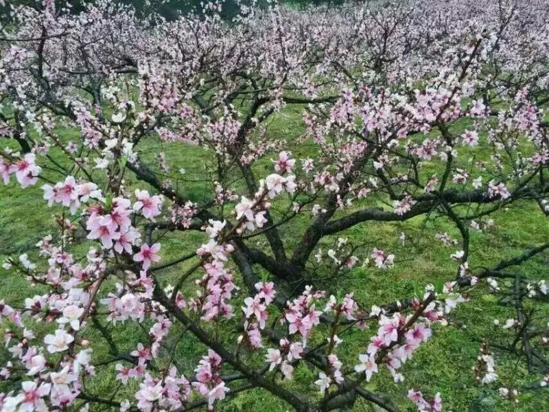 7月20开始炎陵黄桃品质信用第一
