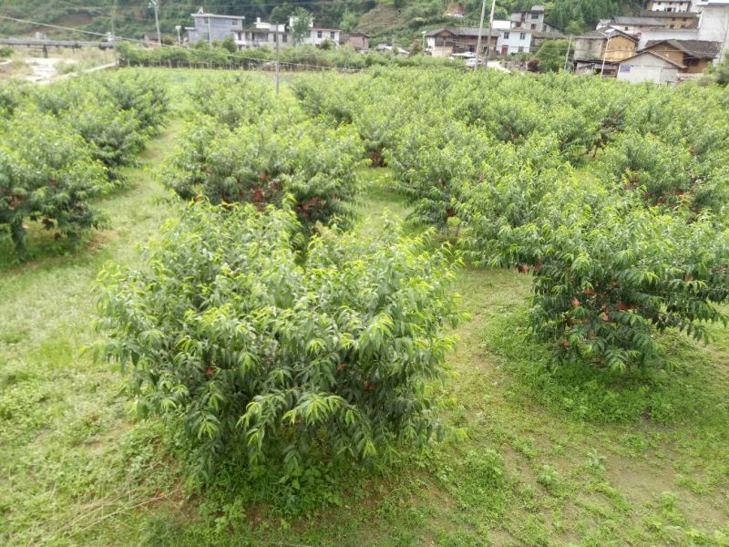 7月20开始炎陵黄桃品质信用第一