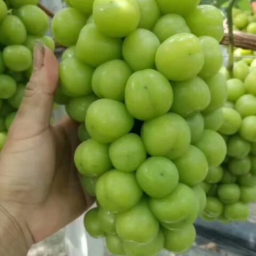 阳光玫瑰葡萄，各种包装，纸箱，胶框，全套辅材，冷库。