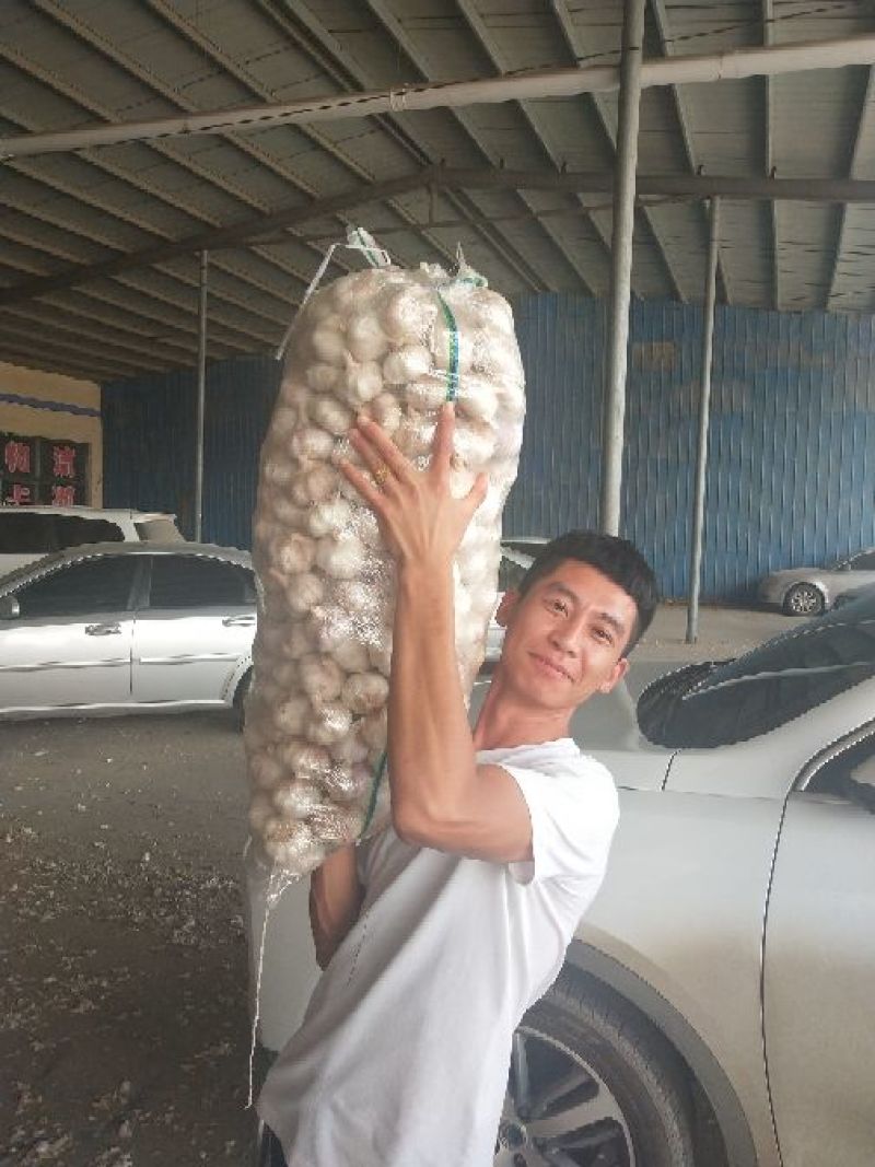 【荐】代收代存山东金乡大蒜，出租冷库，实力配资按需加工包装