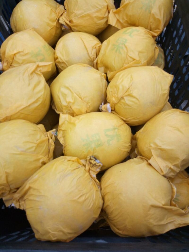 【实力推荐】精品翠冠梨产地直销全国发货保质保量！