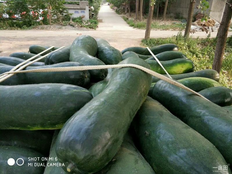 大量供应黑皮冬瓜20斤以上地冬瓜