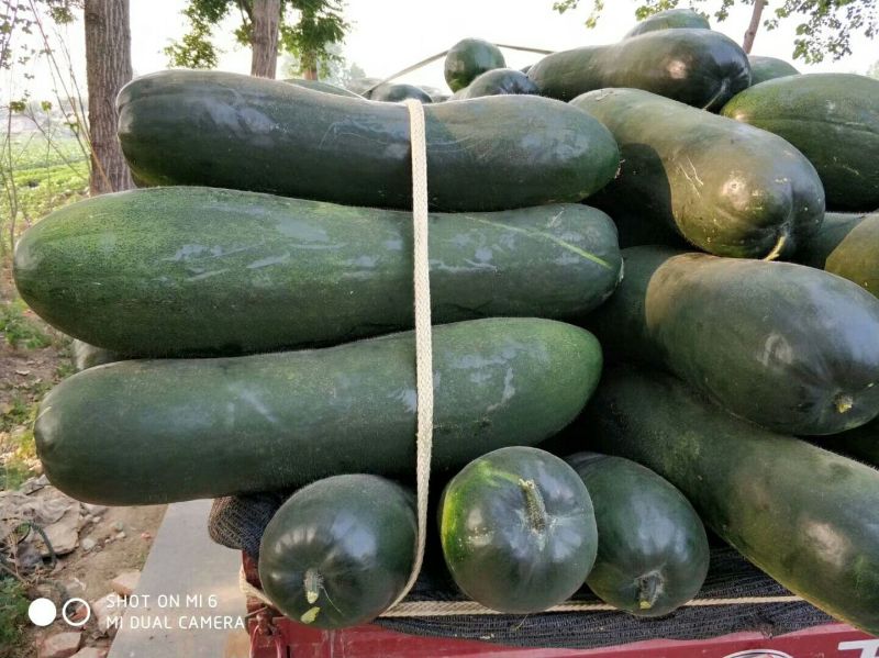 大量供应黑皮冬瓜20斤以上地冬瓜