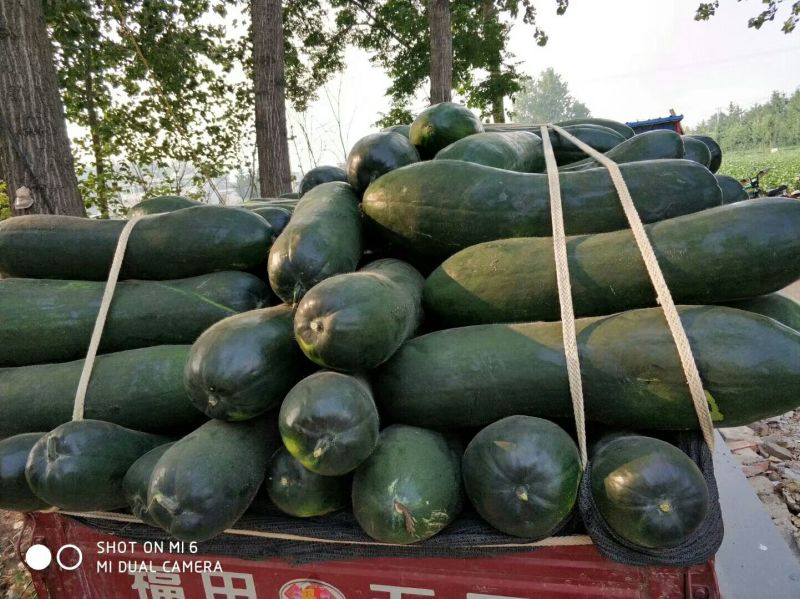 大量供应黑皮冬瓜20斤以上地冬瓜
