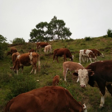 出售个种好牛🐮