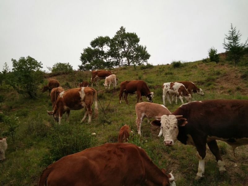 出售个种好牛🐮