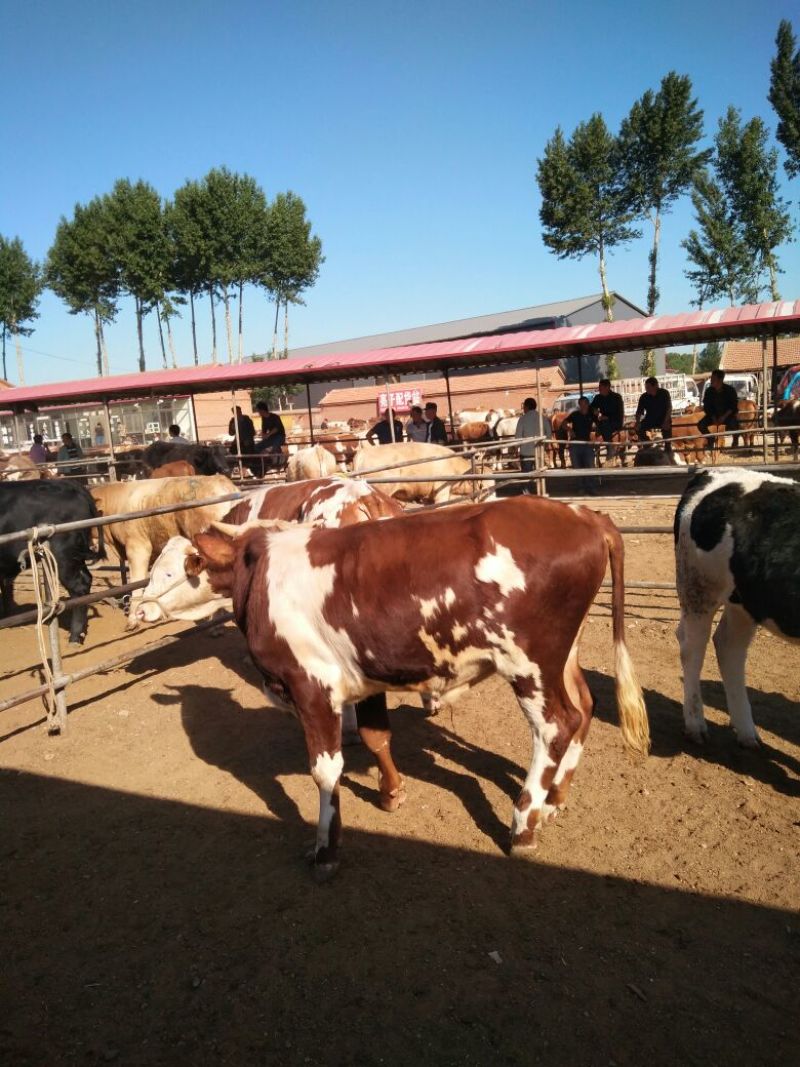 出售个种好牛🐮