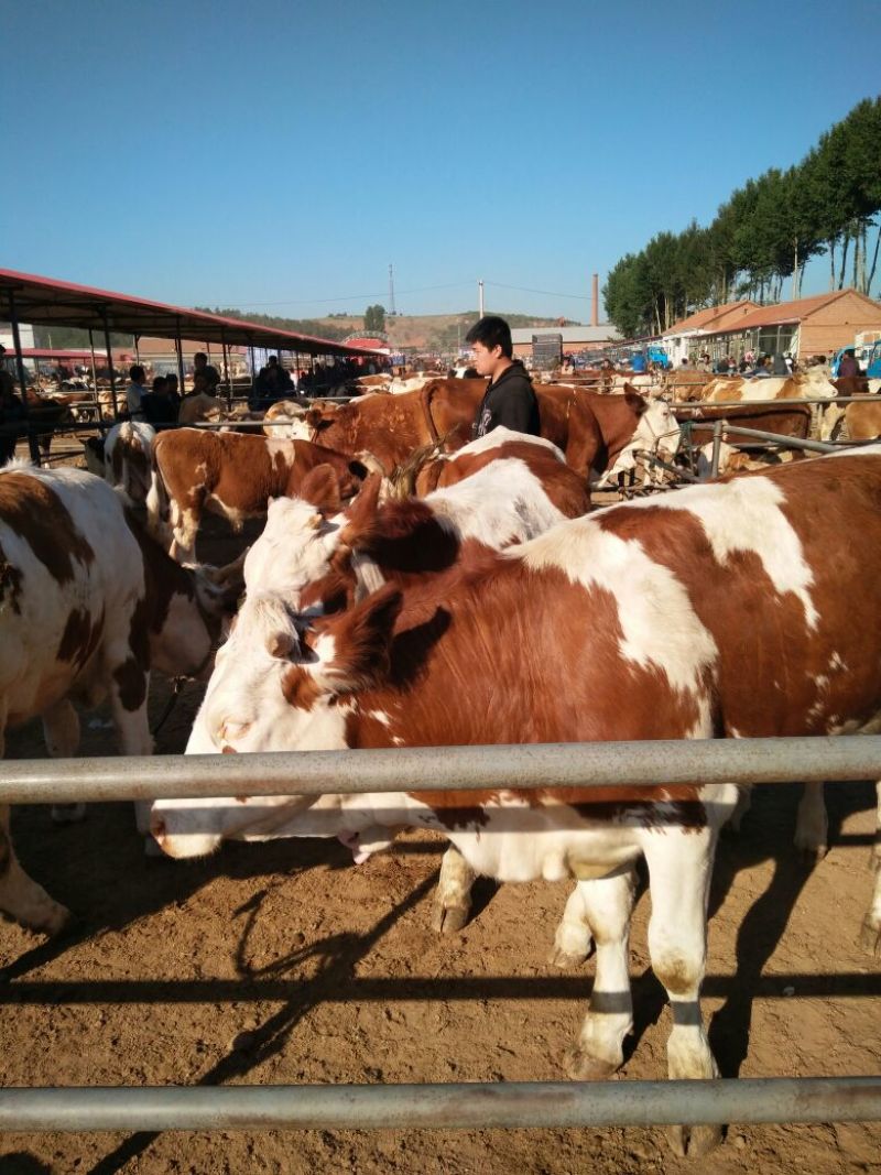 出售个种好牛🐮