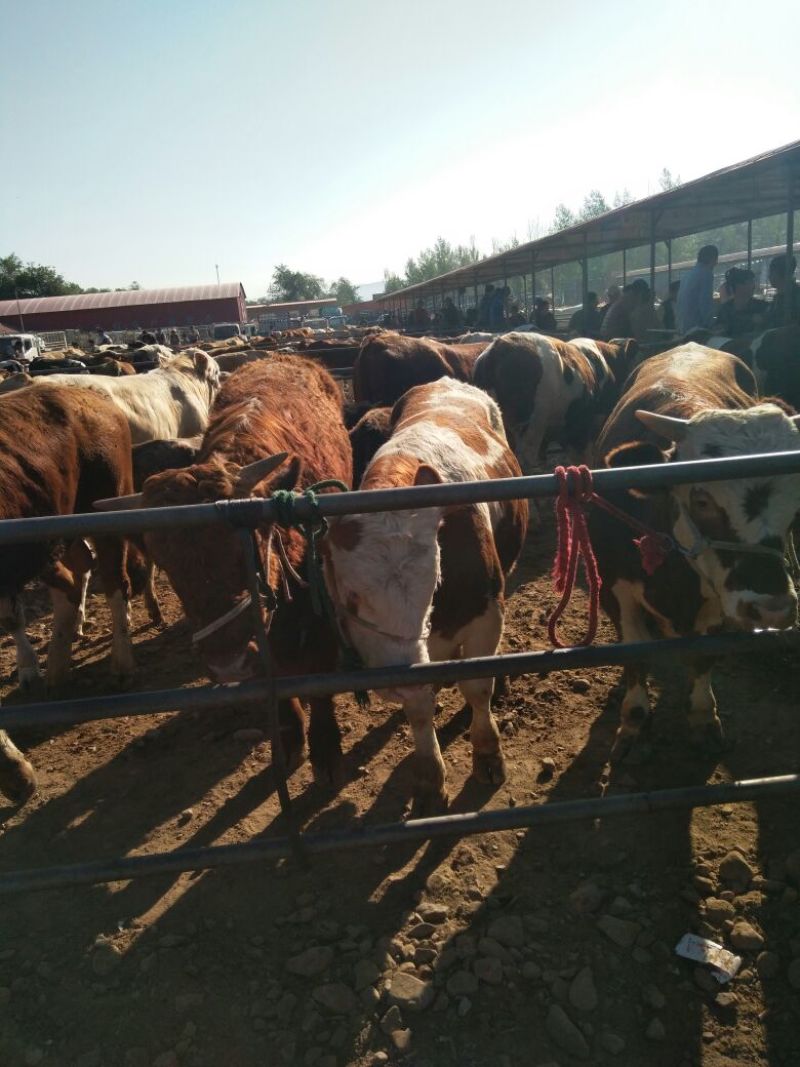 出售个种好牛🐮