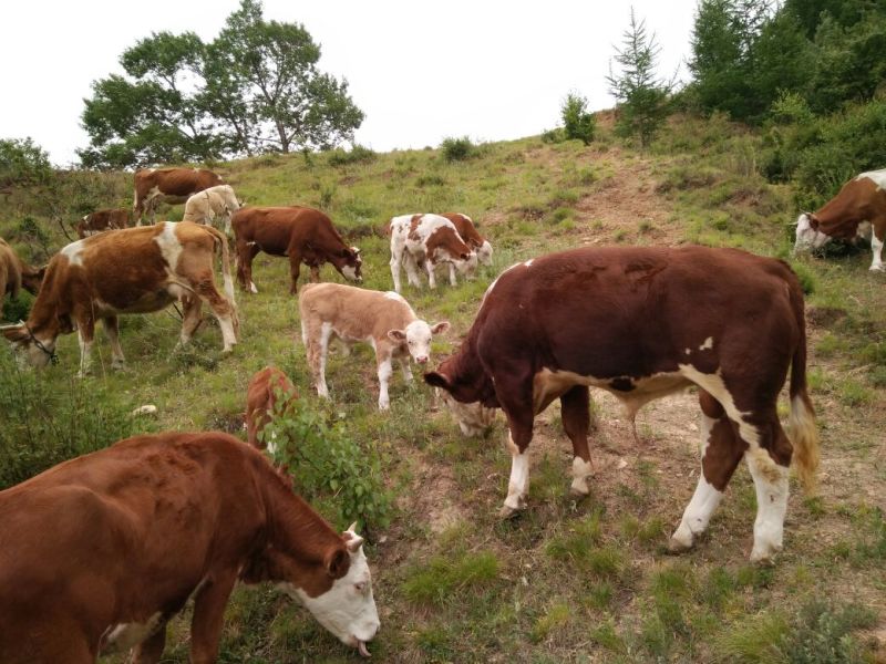 出售个种好牛🐮