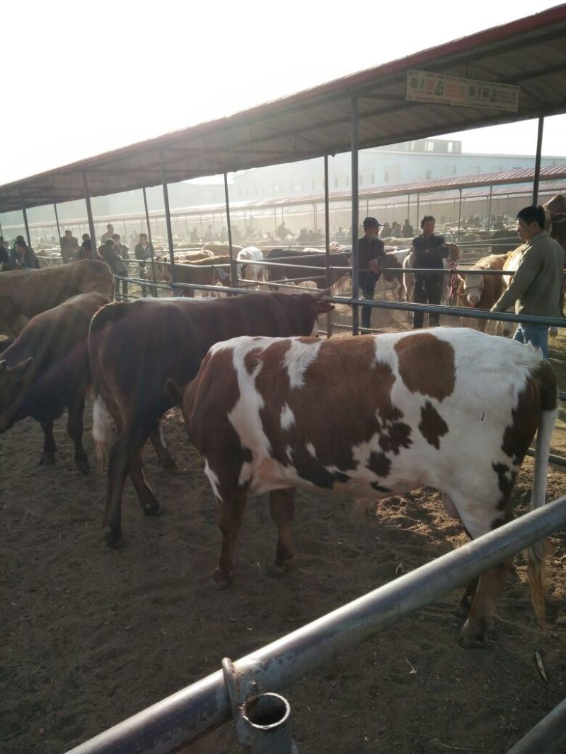 出售个种好牛🐮