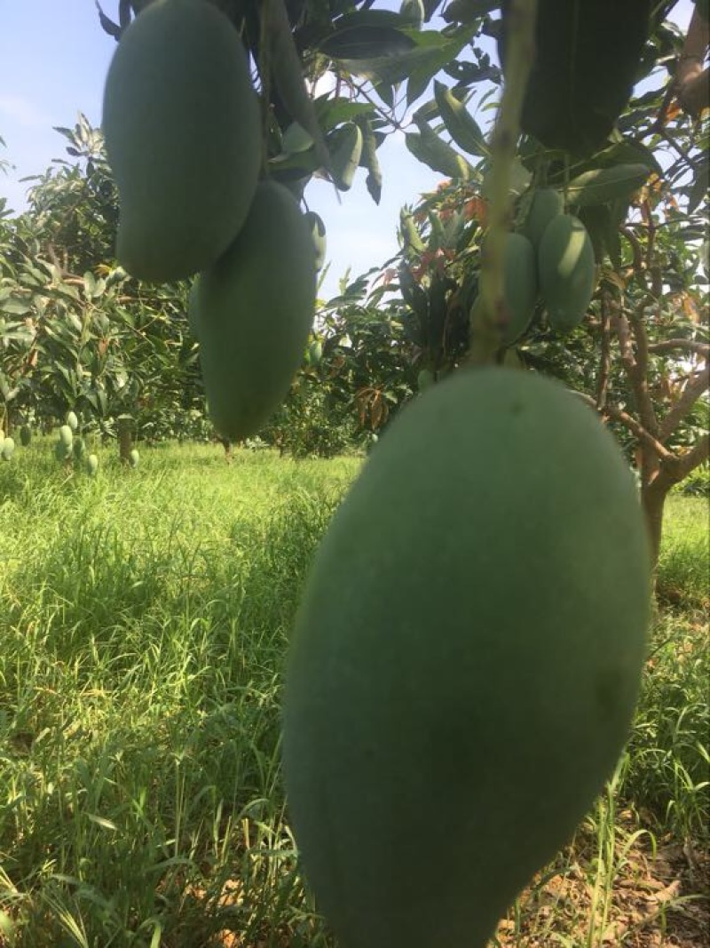 广西百色桂七大量现货，对接各类电商平台，桂七芒4两以上