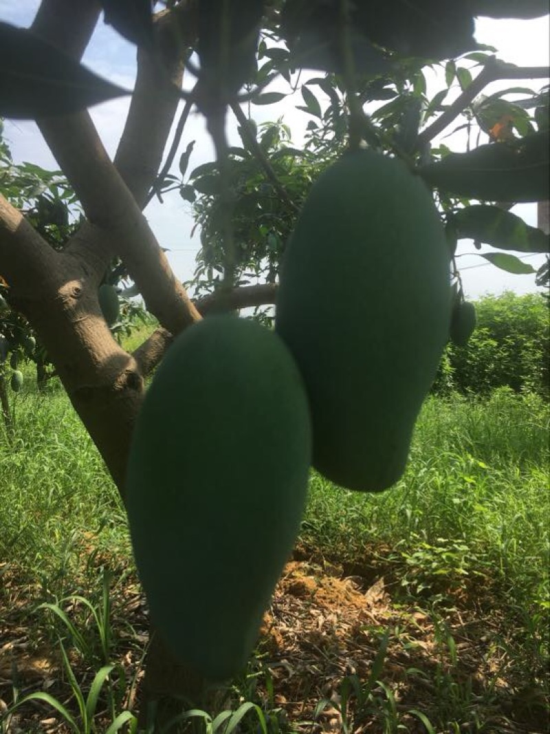 广西百色桂七大量现货，对接各类电商平台，桂七芒4两以上