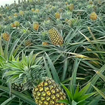 【金钻17号凤梨】超市，加工厂，批发商，，所有渠道基直供