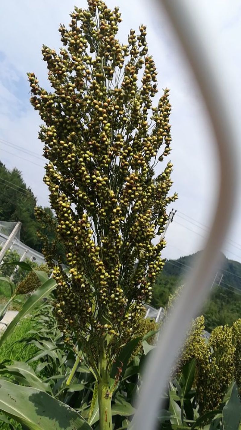 高粱